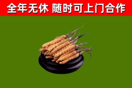 平坝区回收散虫草